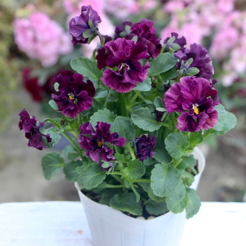 ビオラ　マーブル　②ポット苗 うえたビオラ「マーブル」＜22-02番＞(3.5号ポット)