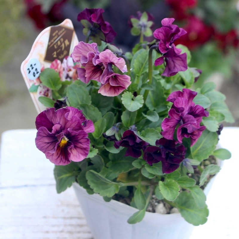 うえたビオラ「マーブル」＜22-02番＞(3.5号ポット)