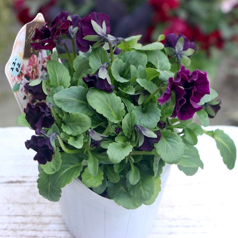 うえたビオラ「マーブル」＜22-02番＞(3.5号ポット)