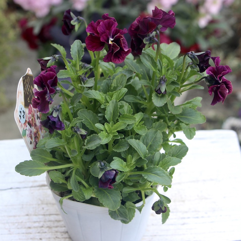 うえたビオラ「マーブル」＜22-02番＞(3.5号ポット)