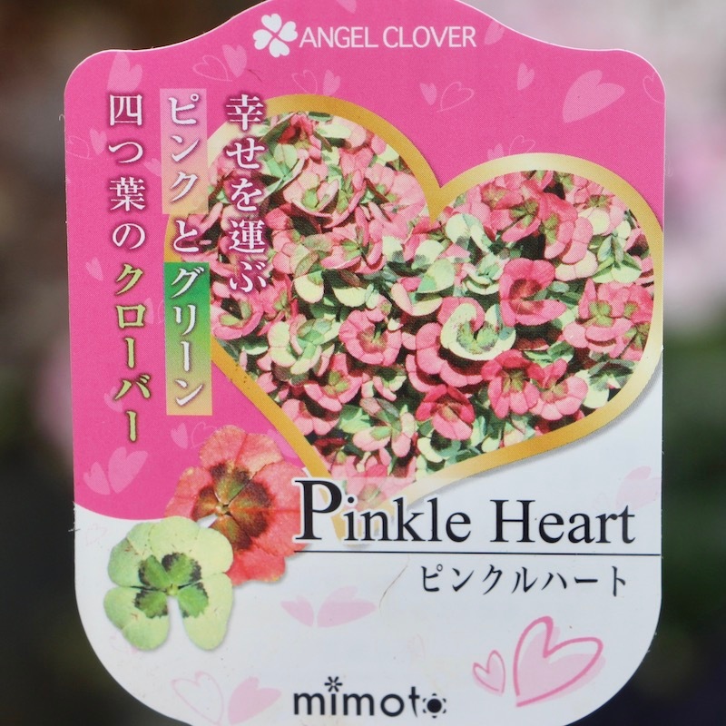 みもと園芸エンジェルクローバー「ピンクルハート」