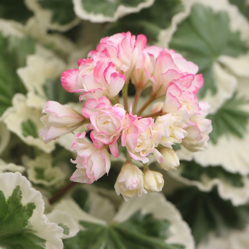 美しい!! 八重咲きゼラニウム・アップルブロッサム「ホワイト