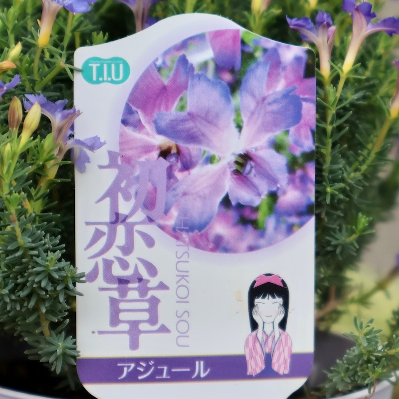 神秘的に美しい希少色☆初恋草「アジュール レナ」【3.5号鉢】