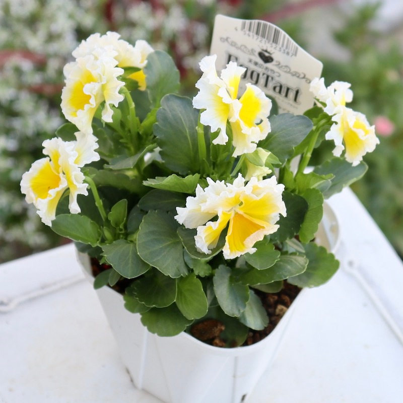 生育良好☆花付き抜群♪サトウ園芸さんのビオラ「エッグタルト」【色幅