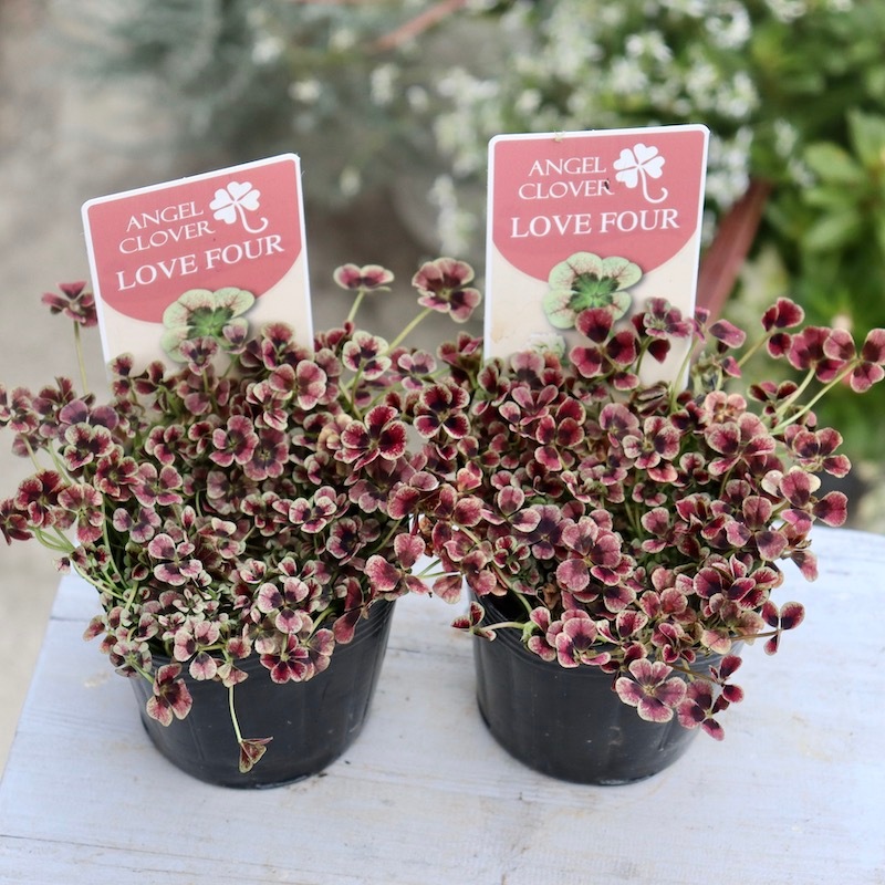 みもと園芸クローバー☆エンジェルクローバー「ラブフォー」