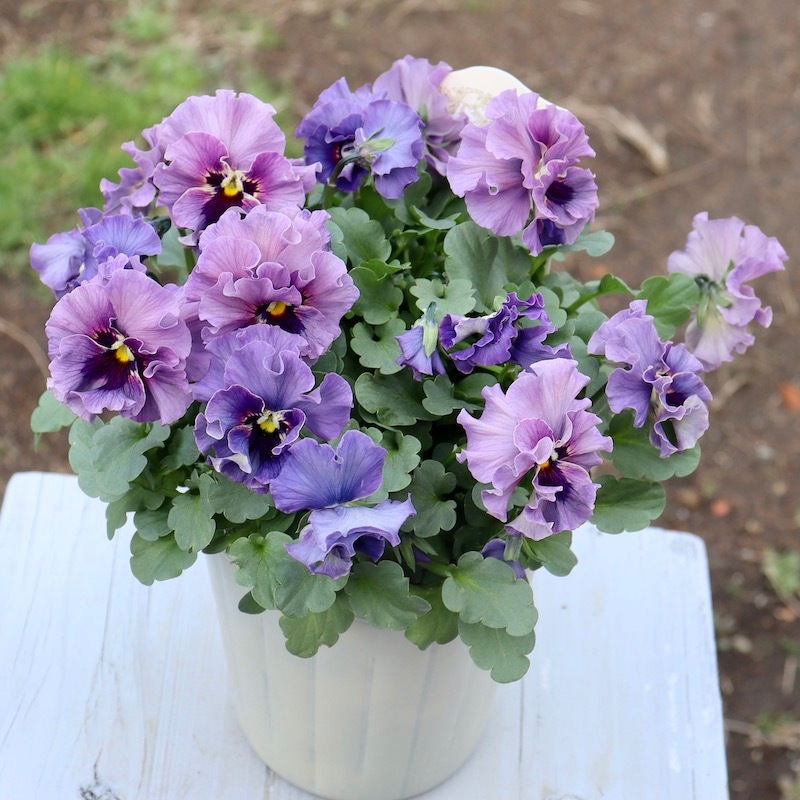 特大☆画像の現品!! 石川園芸さんのビオラ「レディ」スペシャル＜SP26＞