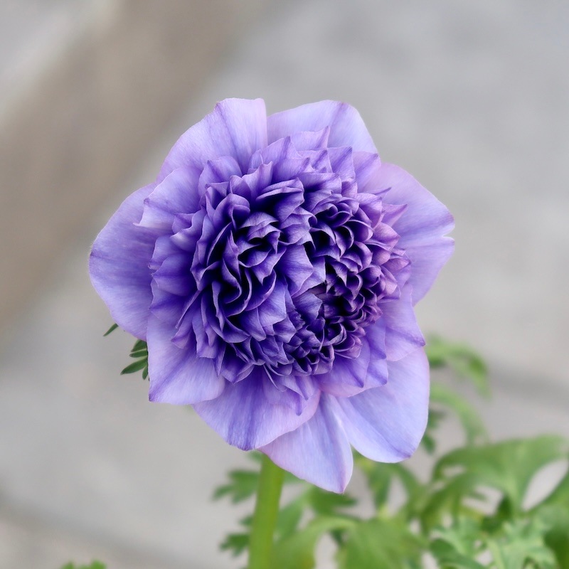 アラモア半年分 1_000000008288.jpg?1735221714