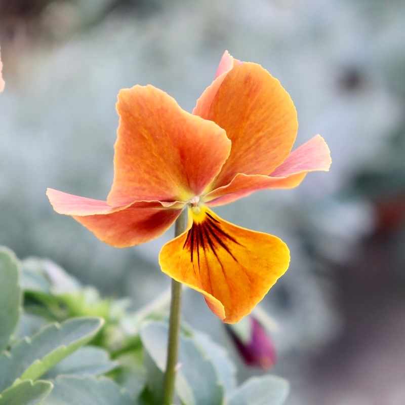 バンデルオーラ　各種 オーラ G レザーエディション（日産）[CVT（無段変速車）]のカタログ