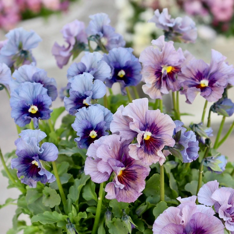 特大☆画像の現品1点限り!! 石川園芸さんのビオラ「レディ」スペシャル