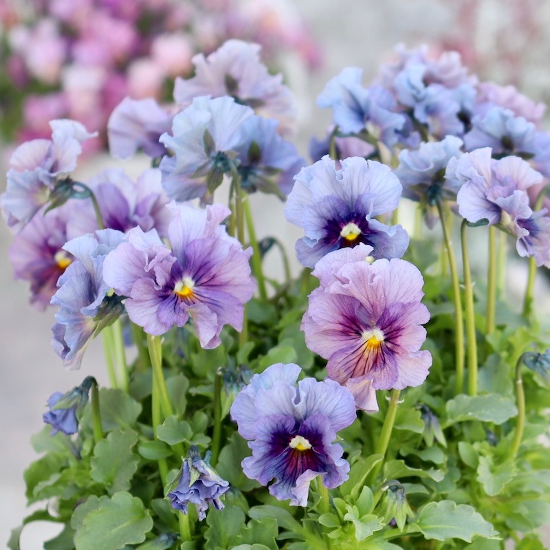 特大☆画像の現品1点限り!! 石川園芸さんのビオラ「レディ」スペシャル