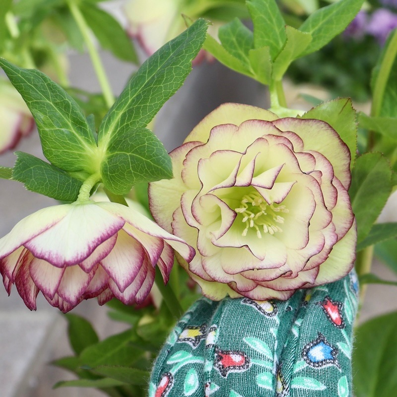 自然開花♪風散歩で3年】現品1点限り☆クリスマスローズ・中輪八重咲き