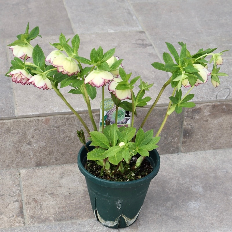 ローズ　リメカン ㉖-192クリスマスローズ - メルカリ