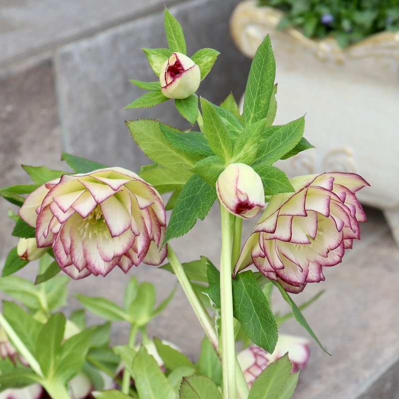 ローズ　リメカン ローズ リメカン