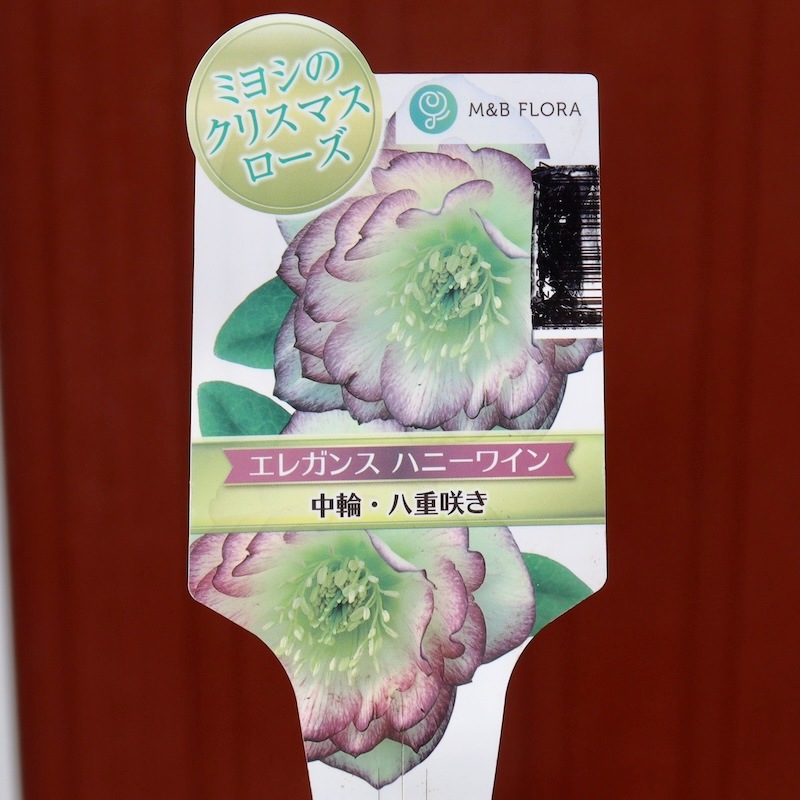 自然開花♪風散歩で3年】現品1点限り☆クリスマスローズ・中輪八重咲き