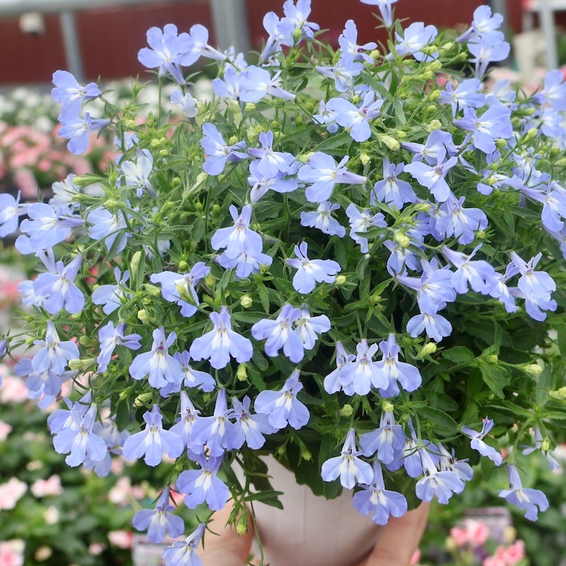 11_000000009188.jpg?1749889940