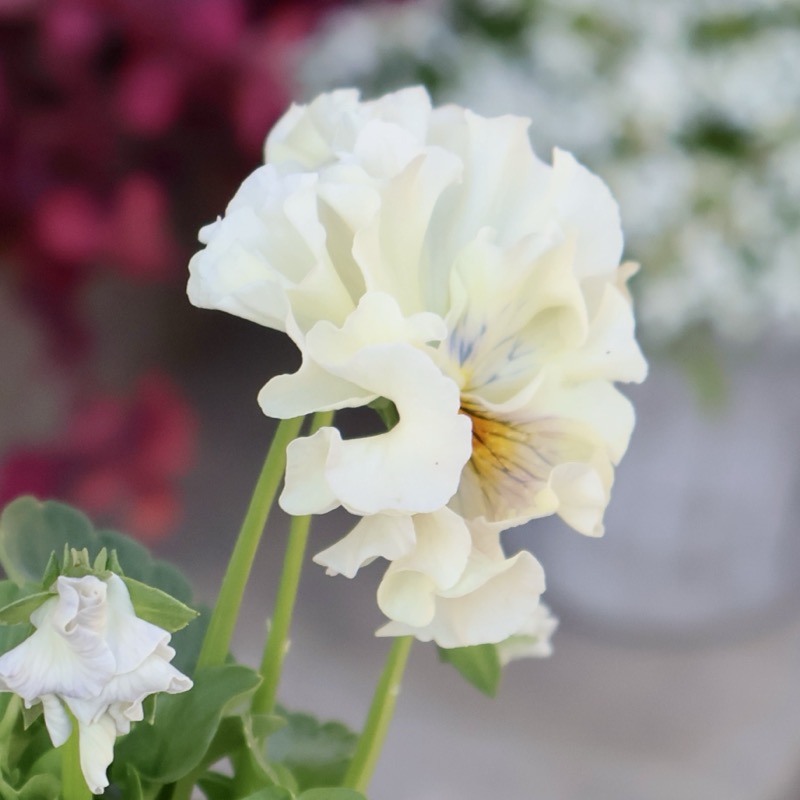 現品1点限り☆2025年NEWの希少品種☆フリルパンジー「彩翠華(さい