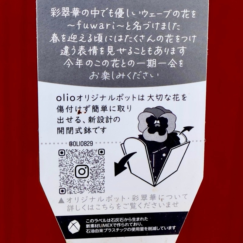 現品1点限り☆2025年NEWの希少品種☆フリルパンジー「彩翠華(さい