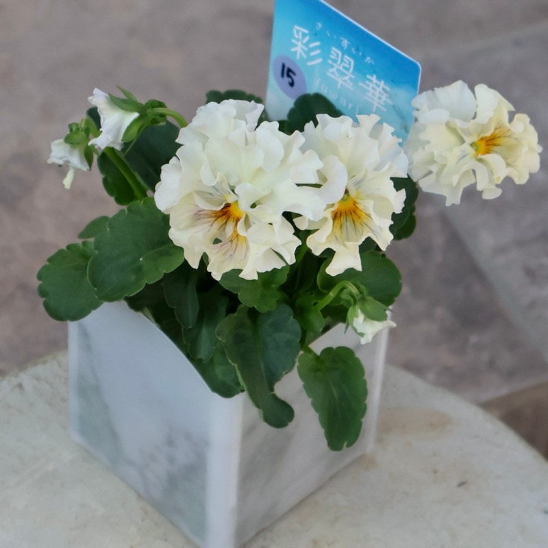 現品1点限り☆2025年NEWの希少品種☆フリルパンジー「彩翠華(さい