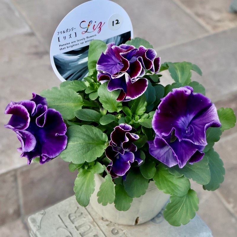 超希少☆限定入荷の試作品種《画像の現品1点限り》フリルパンジー