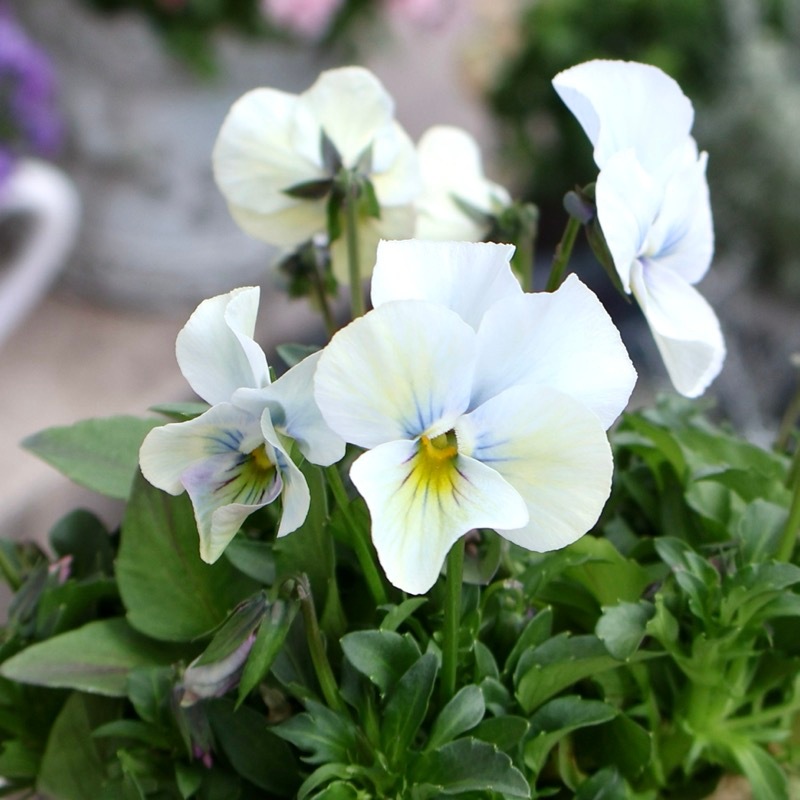 2026年NEW画像撮影》画像の現品1点限り!!うえたビオラ「パピヨン