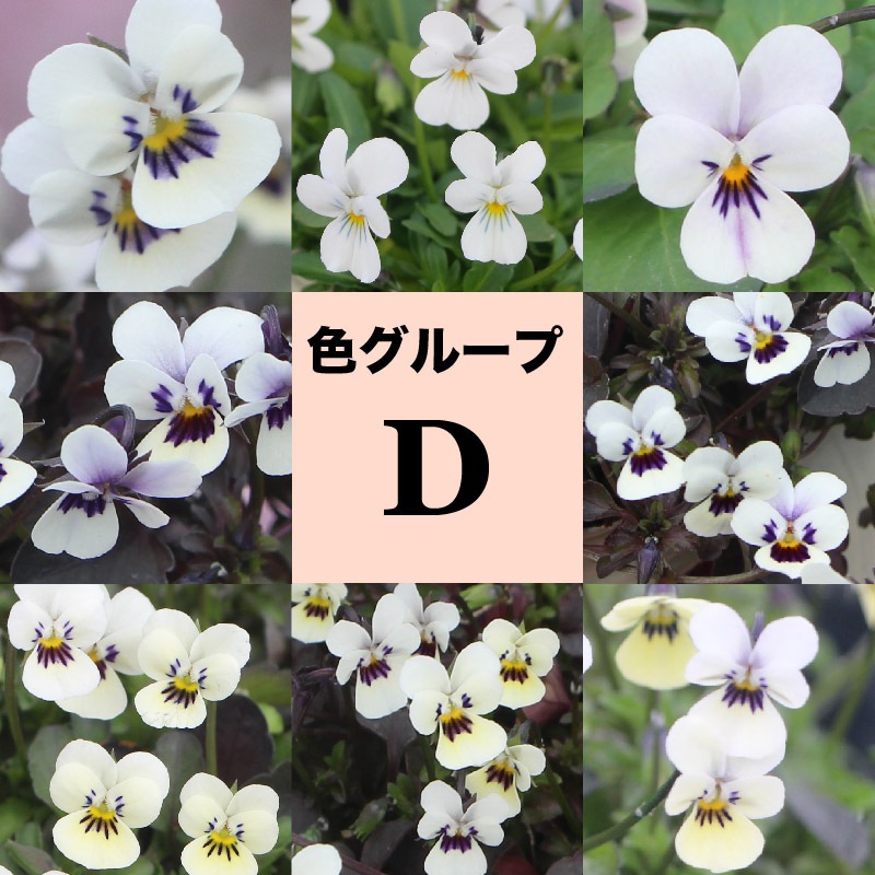 17_000000004589.jpg?1765201822