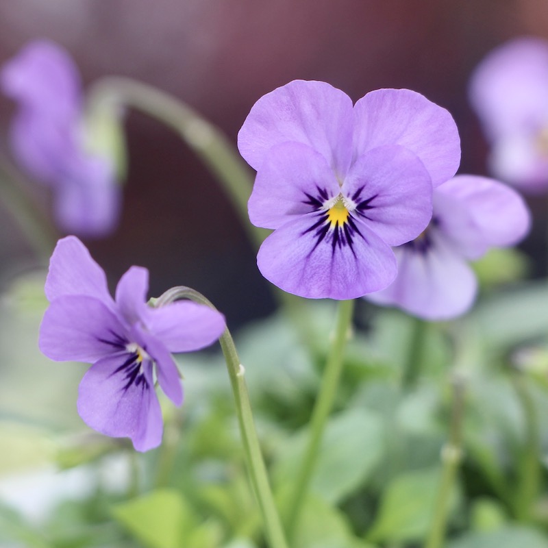 flower〜ビオラ　ロングバレッタ  purple