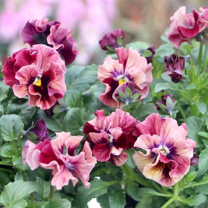 うえたビオラ「マーブル」＜22-03番＞(3.5号ポット)