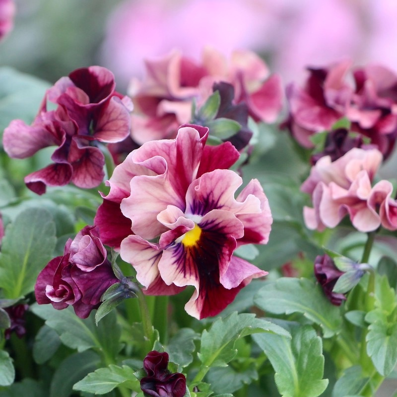 うえたビオラ「マーブル」＜22-03番＞(3.5号ポット)