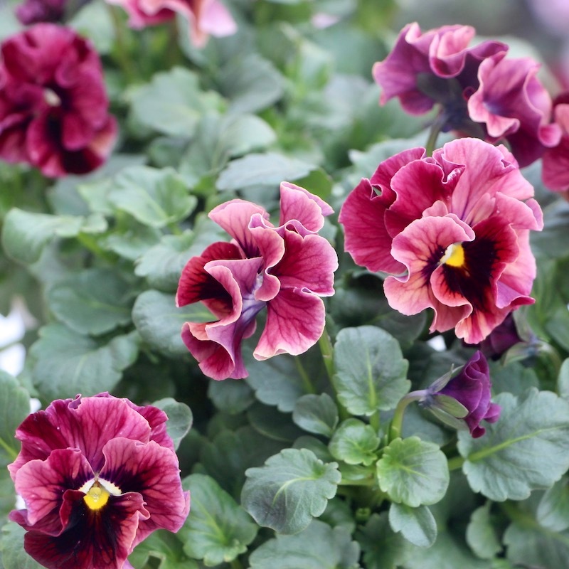 うえたビオラ「マーブル」＜22-03番＞(3.5号ポット)