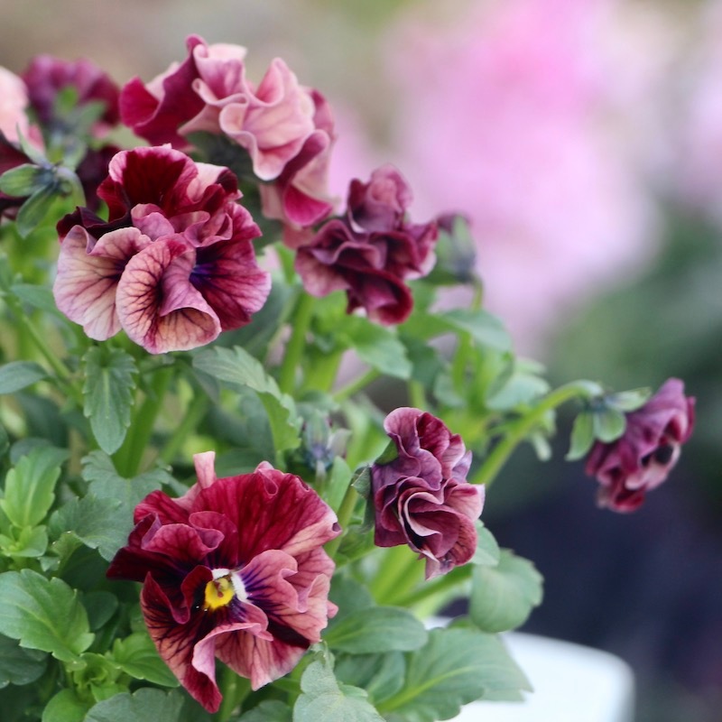 ビオラ　マーブル　⑦、⑤ポット苗 楽天市場】【まもなく予約締切】【予約販売】 育種家うえたさん