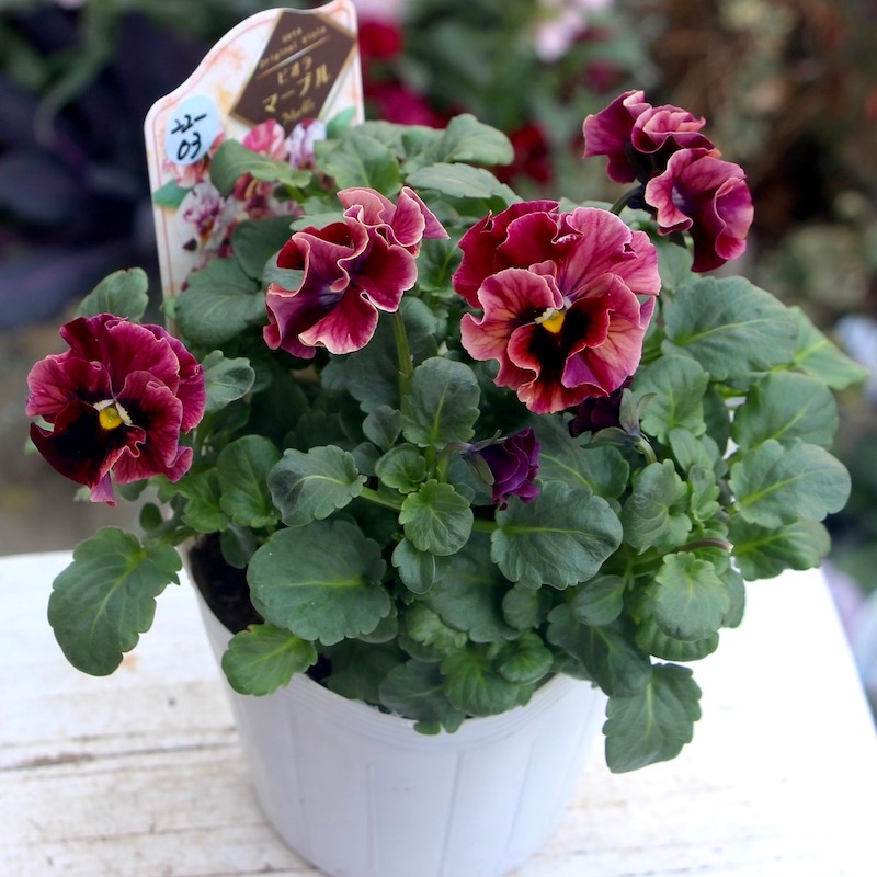 うえたビオラ「マーブル」＜22-03番＞(3.5号ポット)