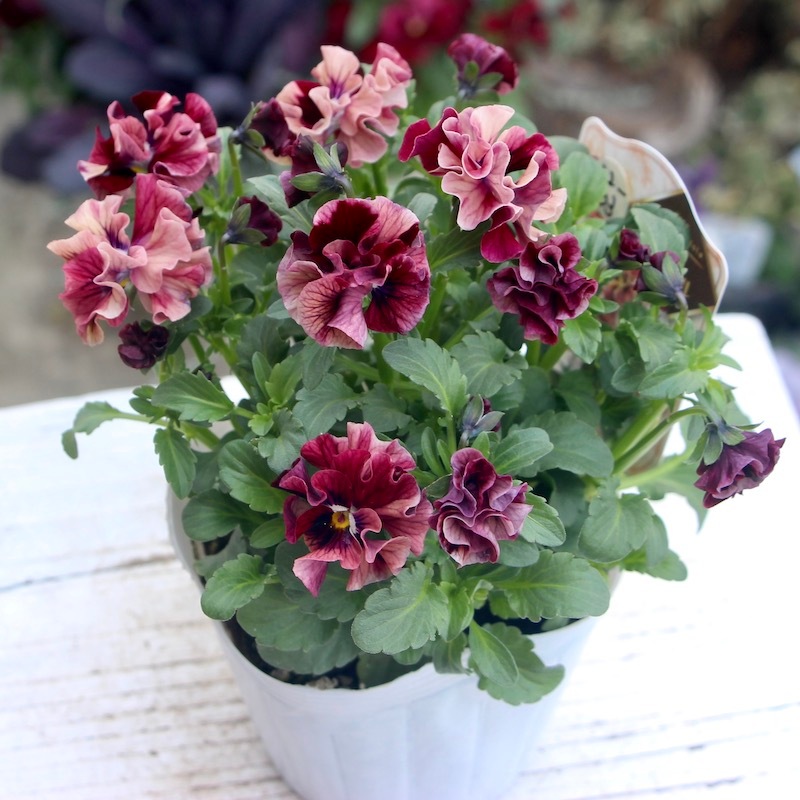 うえたビオラ「マーブル」＜22-03番＞(3.5号ポット)