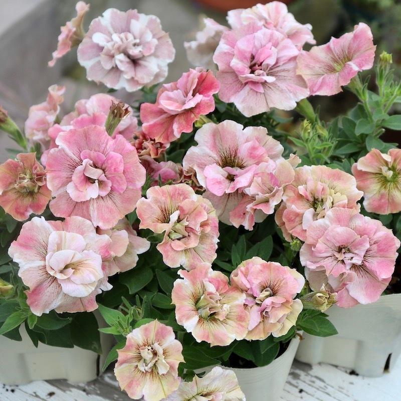 ペチュニア・桜モダン ペチュニア「ジュリエット・桜モダン」- LittleAntiqueGarden～リトル