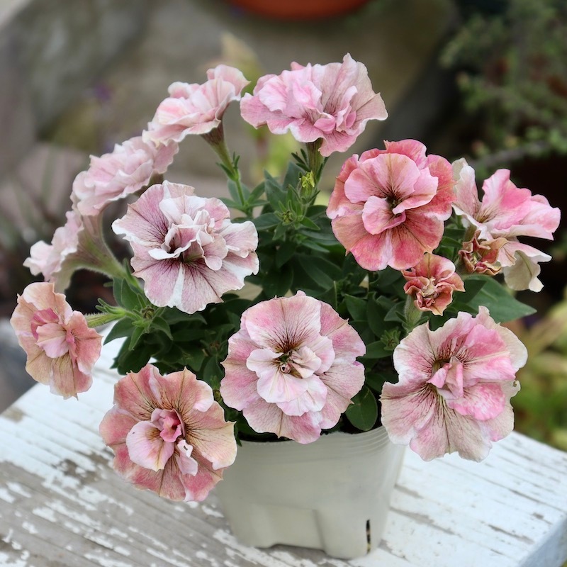 純プラチナ　ペンダントヘッド　八重桜 純プラチナ ペンダントヘッド 八重桜 純プラチナ ペンダント