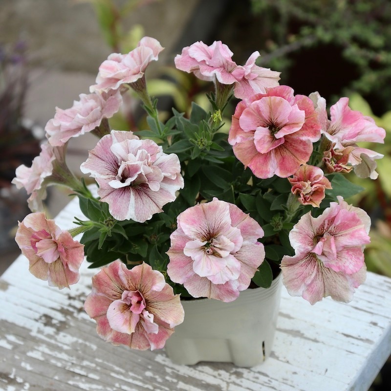 花芳さんの八重咲きペチュニア・ジュリエット「桜モダン」(3.5号ポット)