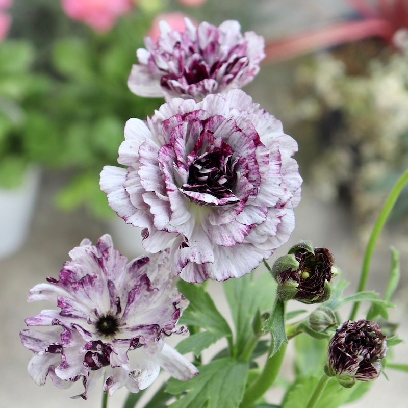 希少品☆現品1点限り!! 綾園芸さんの変わり咲きラナンキュラス