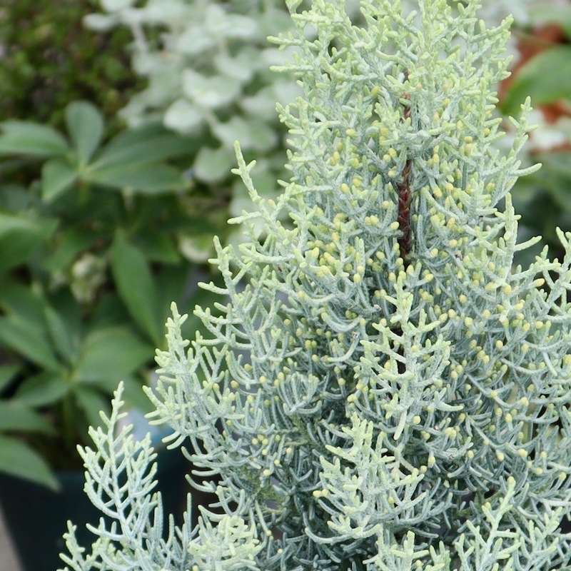 サルフレア 苗 大型170cm❗綺麗な葉色 クリームイエロー コニファー サルフレア 苗 大型170cm❗綺麗な葉色 クリームイエロー