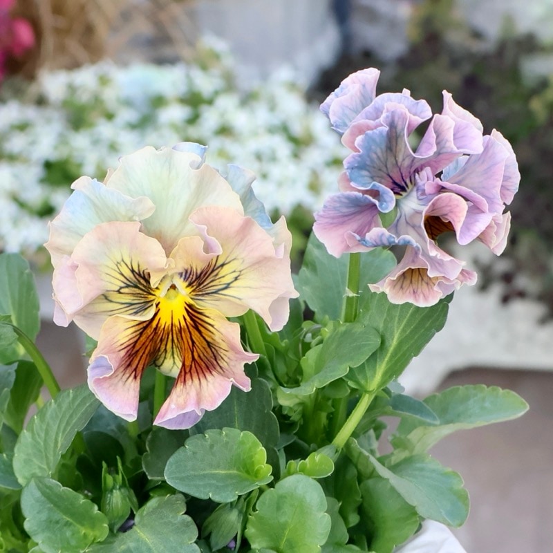 画像の現品1点限り☆Rガーデンさんのアンティークフリルパンジー