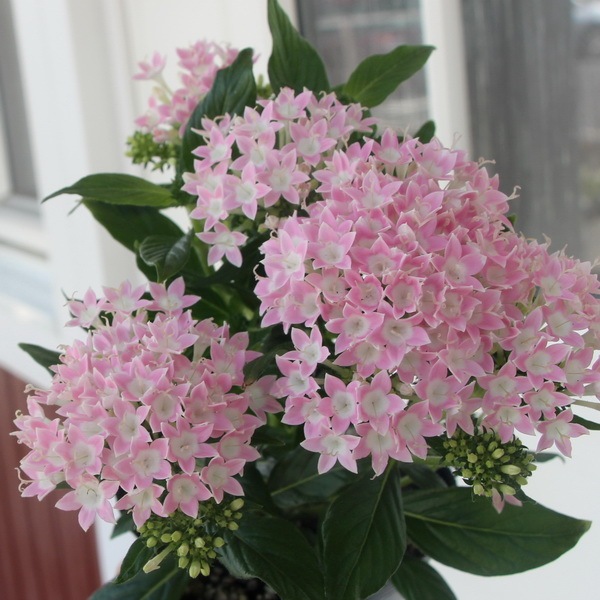 パステル画 植物と天体 A4サイズ宙花 6d3407ef384b2e05d9448e129b2460