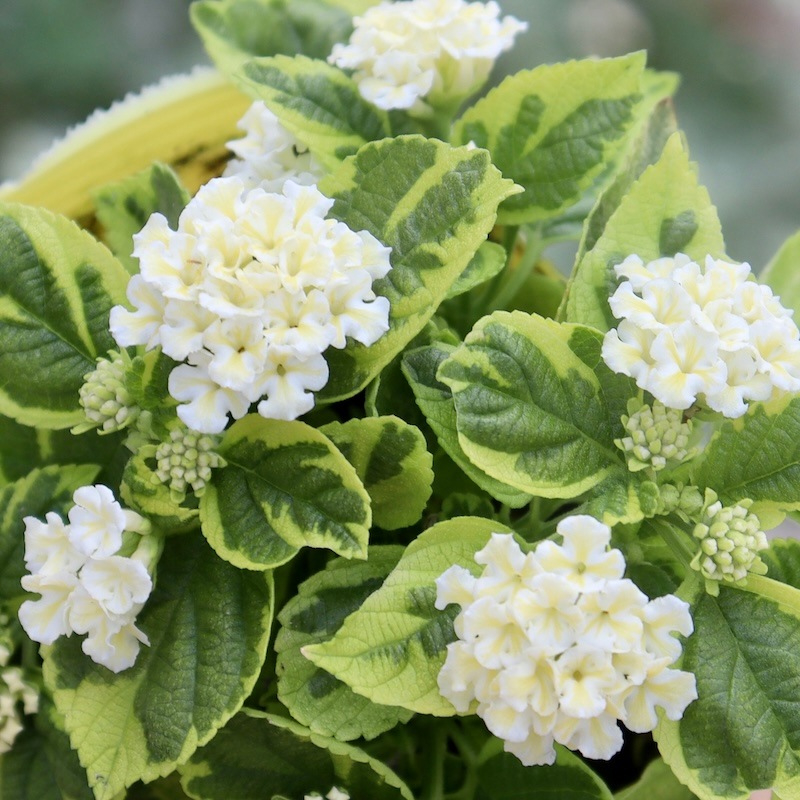 直径約25cmの特大苗☆ランタナ「斑入りクリーム」 (4号ポット)