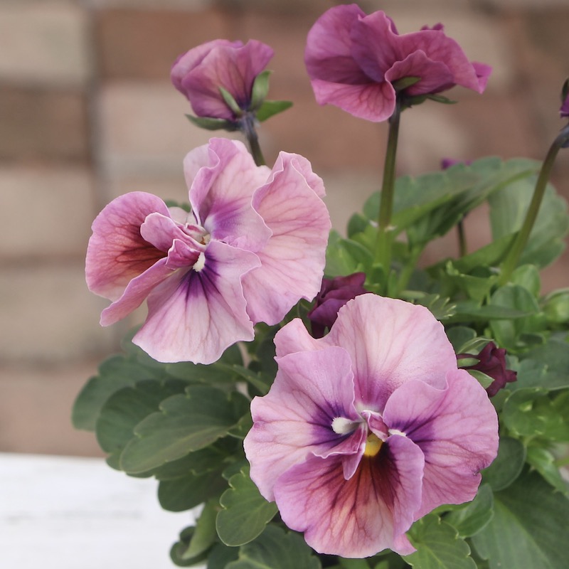 16_000000004090.jpg?1678209904