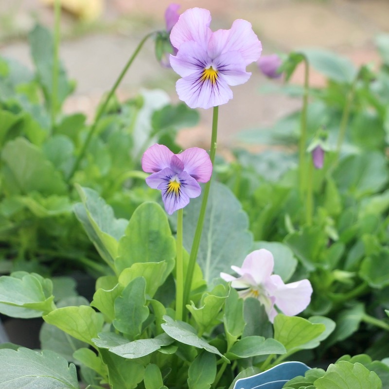 吉村さんの花首の長いビオラ「ブローインフィールド」お任せ♪<色指定不可>