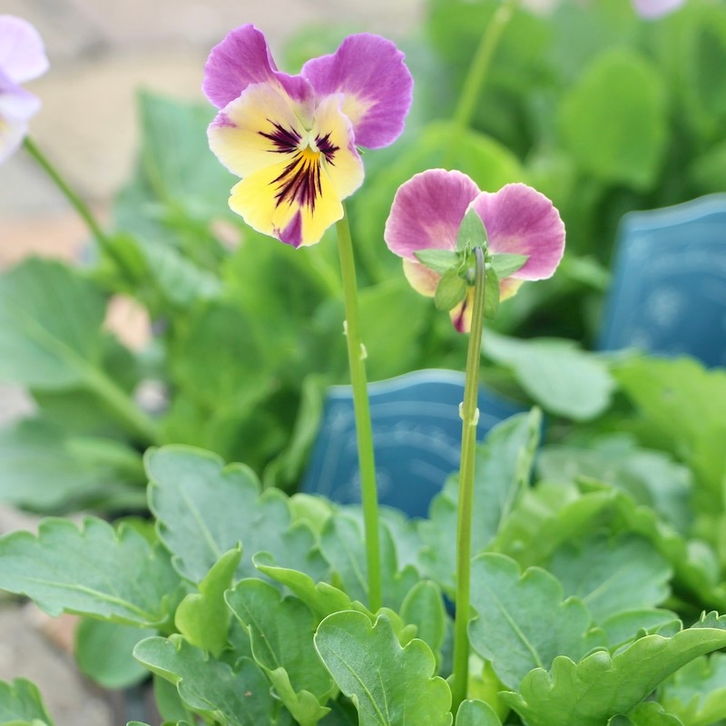 吉村さんの花首の長いビオラ「ブローインフィールド」お任せ♪<色指定不可>