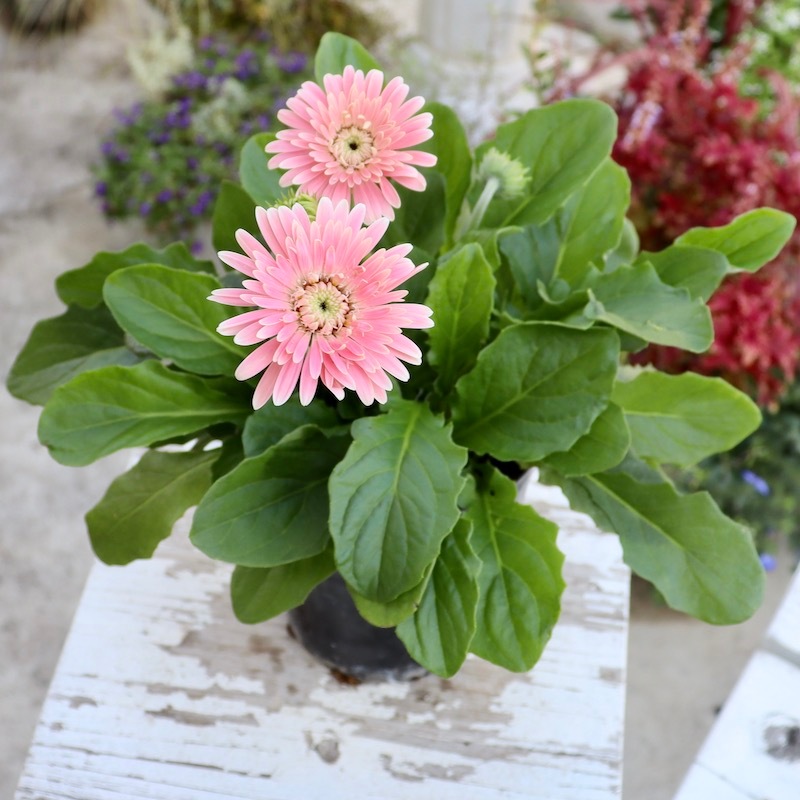 特大株☆現品1点限り!!ガーデンガーベラ・ガルビネアの八重咲き種