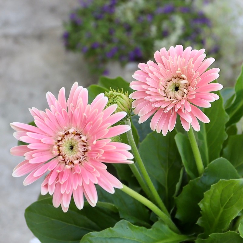 原種ガーベラ ピンク八重 直前!!】ガーベラ サララ(八重ピンク)【生花