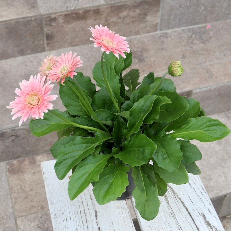特大株☆現品1点限り!!ガーデンガーベラ・ガルビネアの八重咲き種