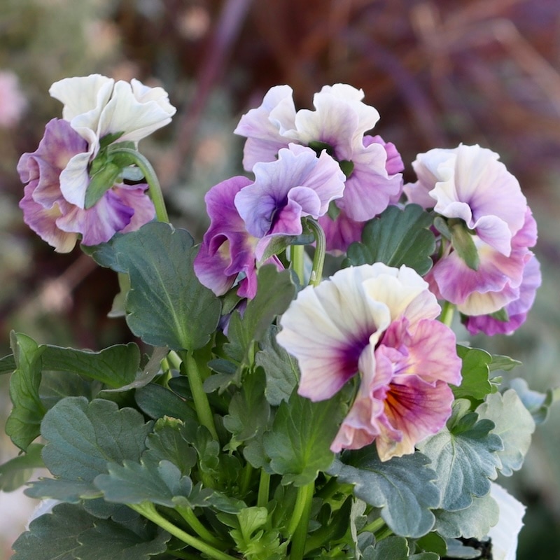 画像の現品1点限り!!桐生ふぁ~む×花日和さんのビオラ「アイクルール