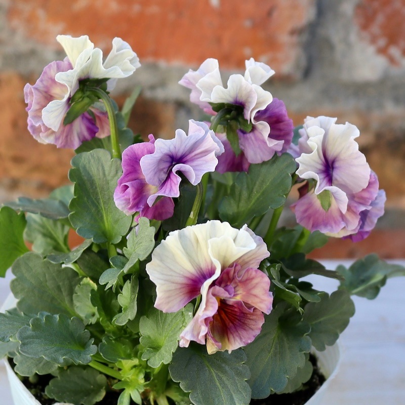 画像の現品1点限り!!桐生ふぁ~む×花日和さんのビオラ「アイクルール