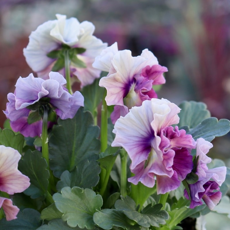 大人気 花日和ビオラ アイクルール 小さめ 24本セット セ）セット 3苗