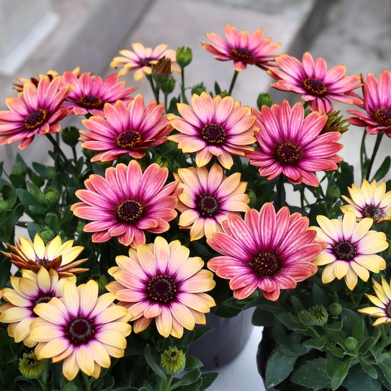 オステオスペルマム挿し木苗3種セット 楽天市場】オステオスペルマム サンセットシェード 3号サイズ 3株